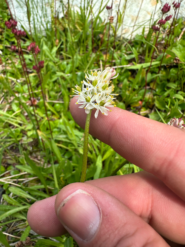 Triantha occidentalis, photograph 6