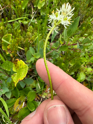 Triantha occidentalis, photograph 4
