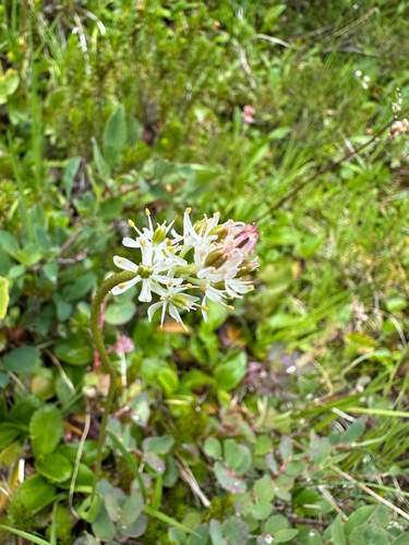 Triantha occidentalis, photograph 3