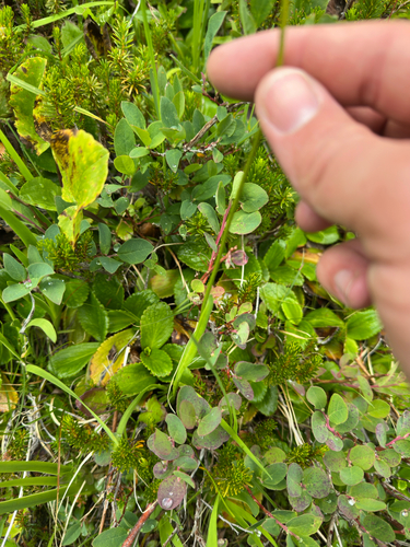 Triantha occidentalis, photograph 5