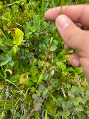 Triantha occidentalis, photograph (c) William Rogers, some rights reserved (CC BY)