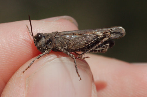 Acrotylus fischeri Azam, 1901
