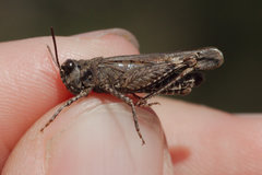 Acrotylus fischeri