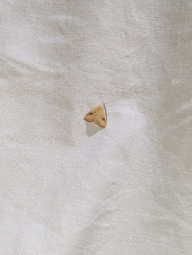 Straw Dot