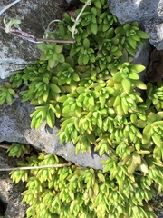 Sedum sarmentosum