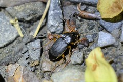 Chlaenius impunctifrons