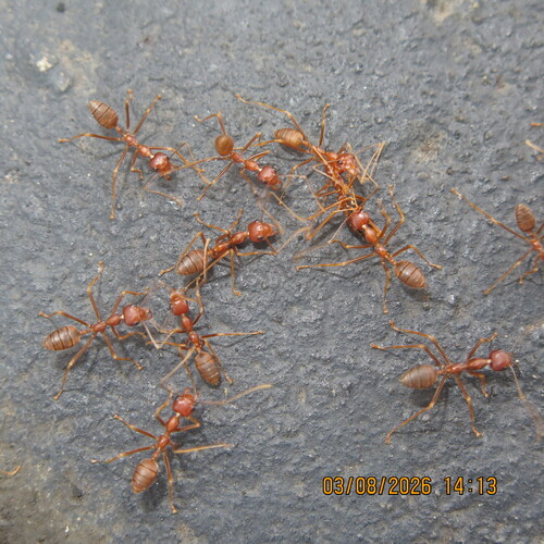 African Weaver Ant