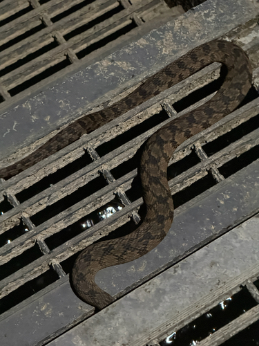 Diamondback Watersnake