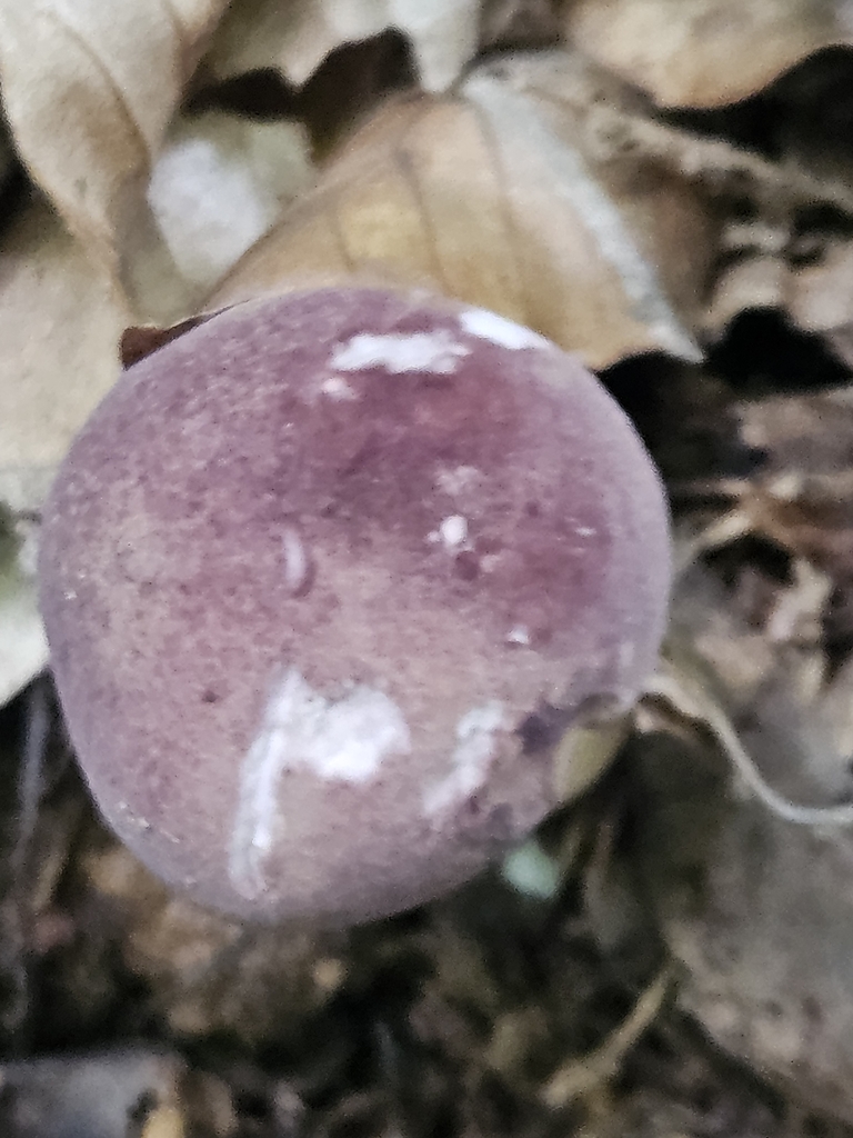 reddish brown bitter bolete · August 2026 · photo: Photo: (c) willingarden, some rights reserved (CC BY) · iNaturalist