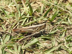 Stenocatantops mistshenkoi