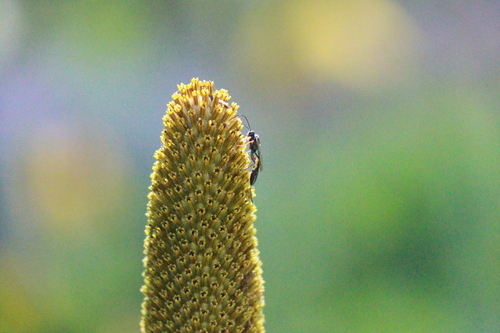 iNaturalist observation photo of Narrow-waisted Wasps, Ants, and Bees