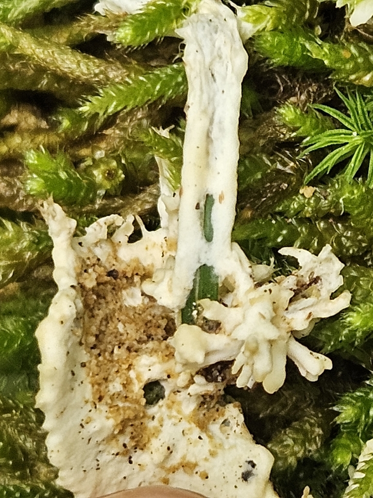 enveloping crust · August 2026 · photo: Photo: (c) willingarden, some rights reserved (CC BY) · iNaturalist