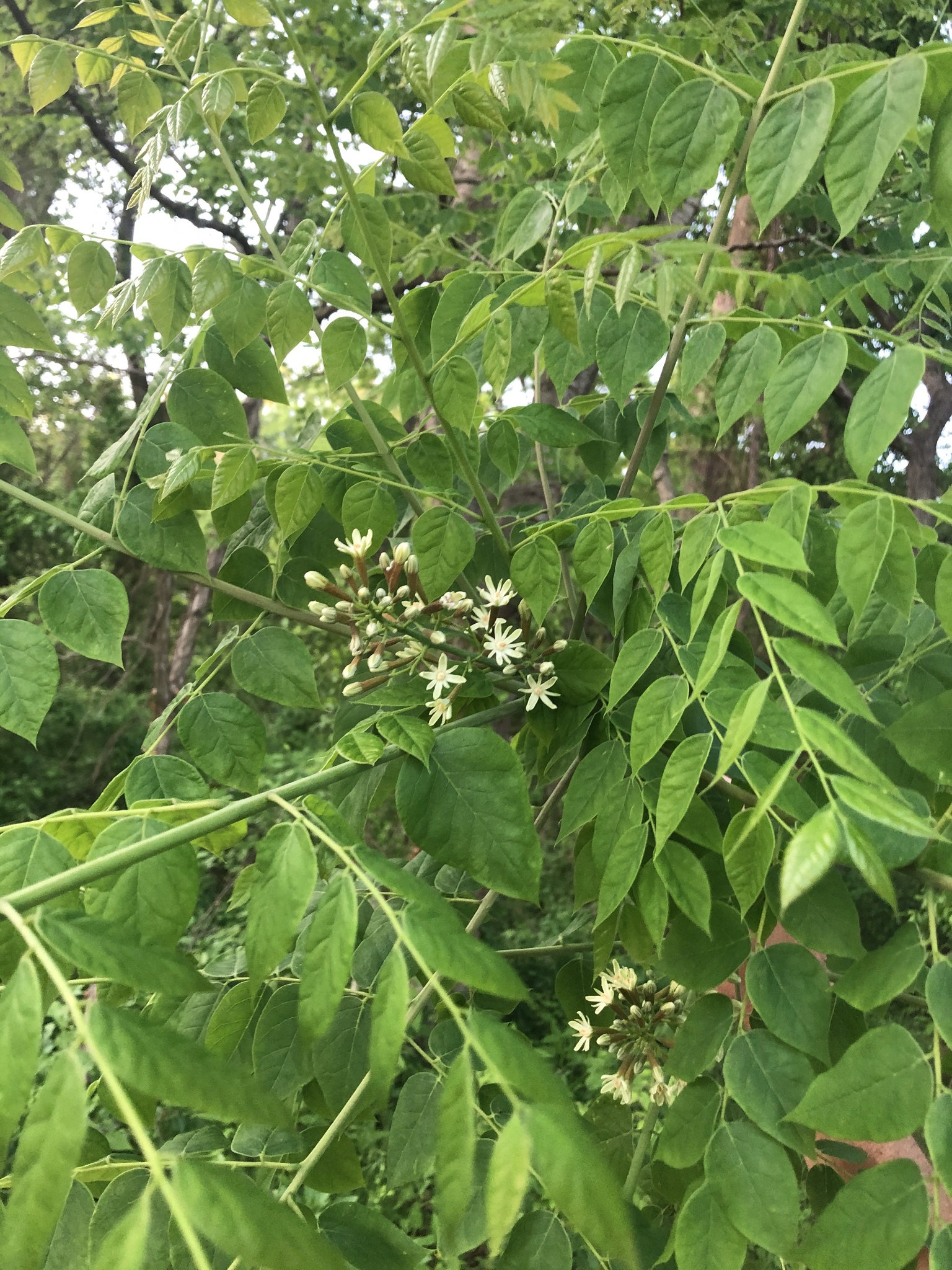 Gymnocladus dioicus