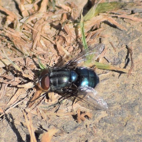 How to identify Compsomyiops callipes (Bigot, 1877)