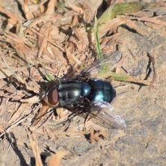 Compsomyiops callipes