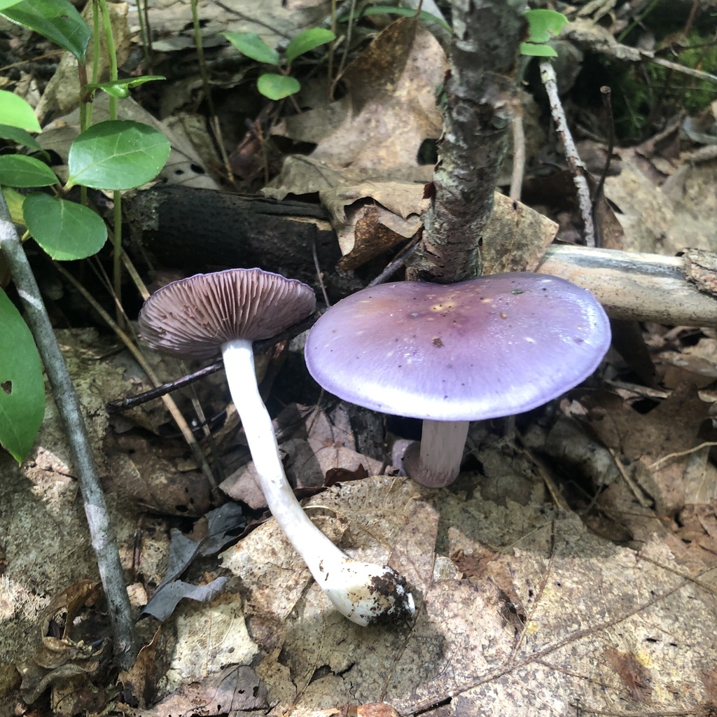 Viscid Violet Cort · August 2026 · photo: Photo: (c) Andrew Conboy, some rights reserved (CC BY) · iNaturalist