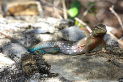 Cnemidophorus murinus