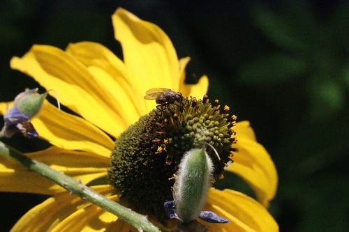 iNaturalist observation photo of Flies