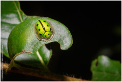 Coptocycla adamantina