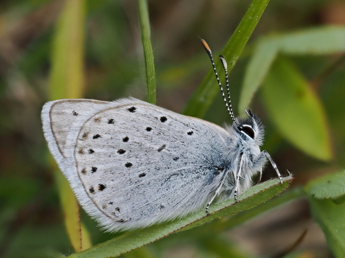 Greenish Blue photo 6