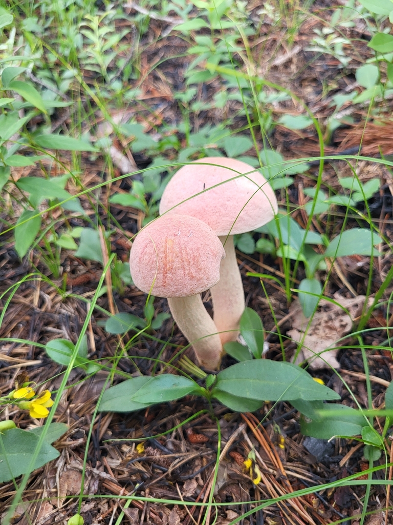 Chrome-footed Bolete · August 2026 · photo: Photo: (c) Sean Rigney, some rights reserved (CC BY) · iNaturalist
