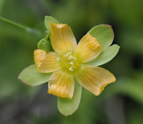 Hypericum anagalloides, photograph 4