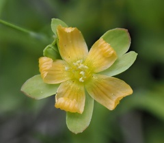 Hypericum anagalloides, photograph (c) Alan Rockefeller, some rights reserved (CC BY)