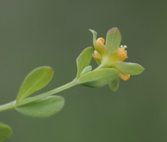 Hypericum anagalloides, photograph (c) Alan Rockefeller, some rights reserved (CC BY)