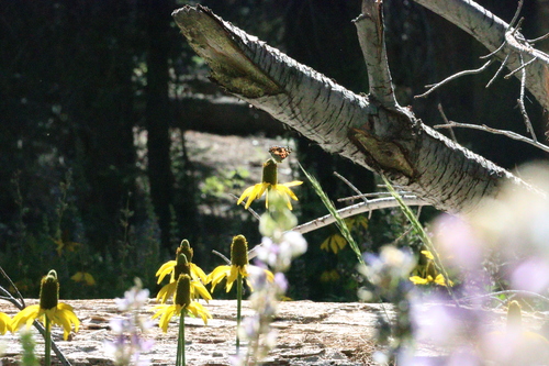 iNaturalist observation photo of American Lady