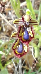 Ophrys speculum