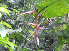 Heliconia collinsiana image