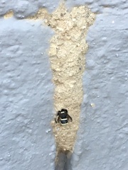 Ancistrocerus waldenii