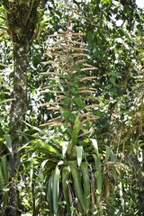 Tillandsia fendleri, photograph (c) Zac Peterson, some rights reserved (CC BY)