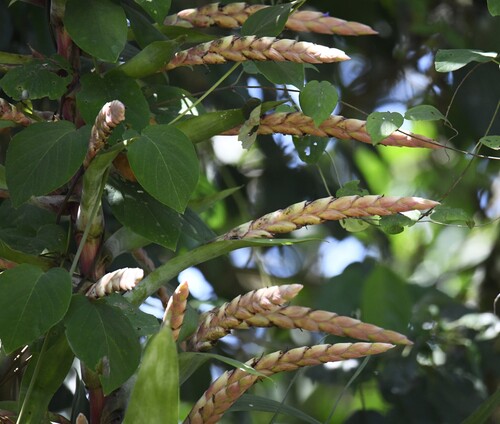 Tillandsia fendleri, photograph 2