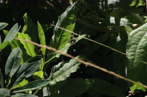 iNaturalist observation photo of Pyrobombus