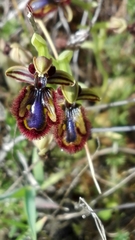 Ophrys speculum