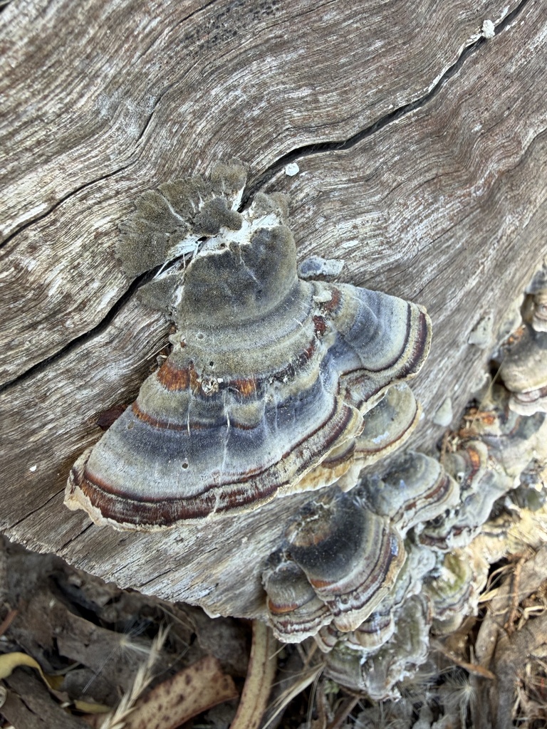 turkey-tail · August 2026 · photo: Photo: (c) Irina Mitine, some rights reserved (CC BY) · iNaturalist