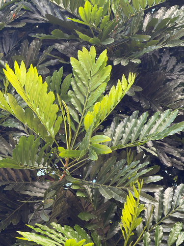 Filicium decipiens observed 2026-08-03