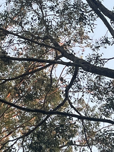 Yellow-tailed Black Cockatoo