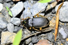 Chlaenius impunctifrons