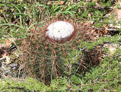 Melocactus macracanthos