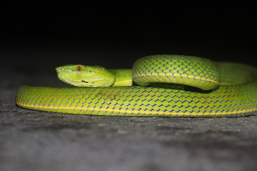 Chinese Green Tree Viper