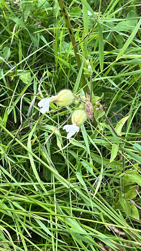 white campion