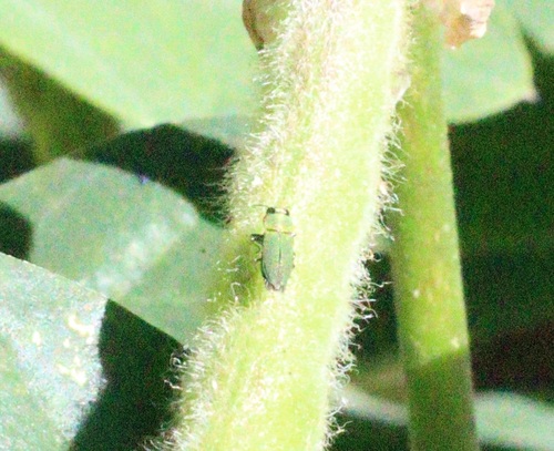 iNaturalist observation photo of Anthaxia caseyi caseyi