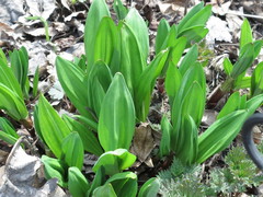 Allium ochotense