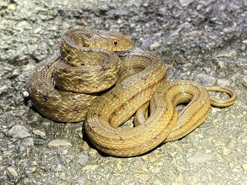 King Ratsnake
