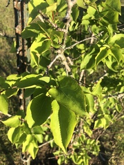 Prunus armeniaca