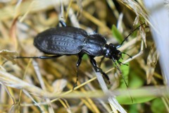 Carabus vinctus