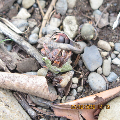 Red Land Hermit Crab