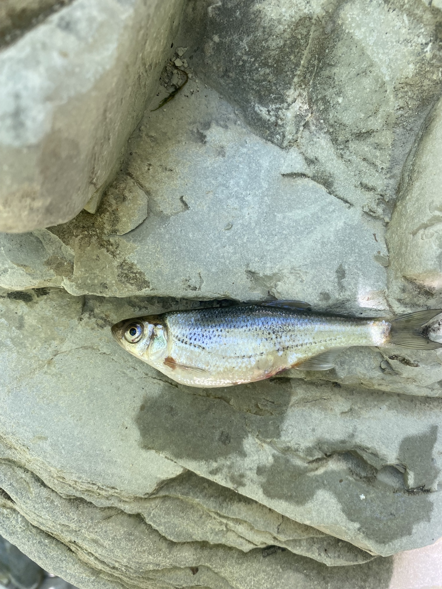 Transcaucasian spirlin balığı